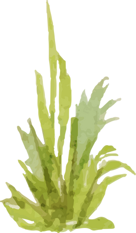 Watercolor Grass Plant